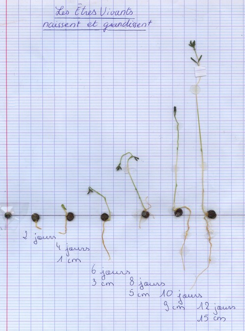 svt 6eme tableau germination lentilles